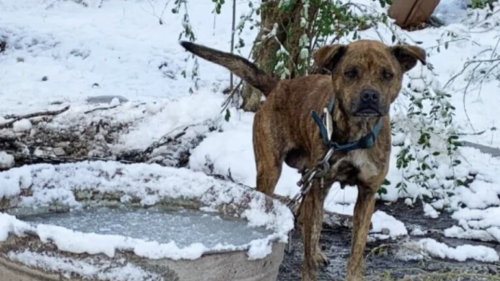 Hond werd 4 jaar lang buiten vastgeketend in de kou, tot iemand hem komt helpen